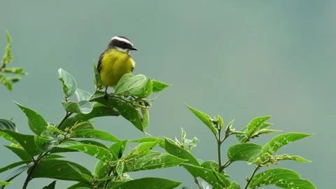 Rusty-margined Flycatcher (Myiozetetes cayanensis) perched high on a tree Stock Footage 338262353