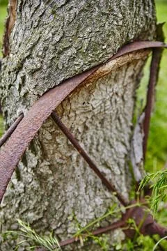 Rusty Metal Band on Tree Bark with Moss - Close-Up Perspective Fotos Stock