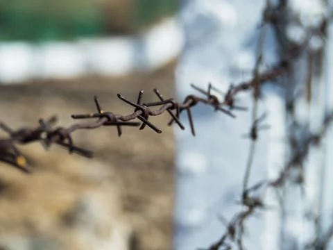 Rusty metal barbed wire on a background of white wooden posts. Stock Photos