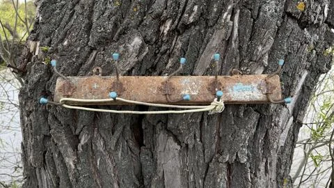 Rusty metal hooks mounted on tree trunk outdoor vintage hanger Stock Photos