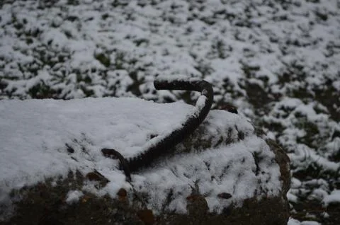 A rusty metal object is sitting on top of a pile of snow.  Stock Photos