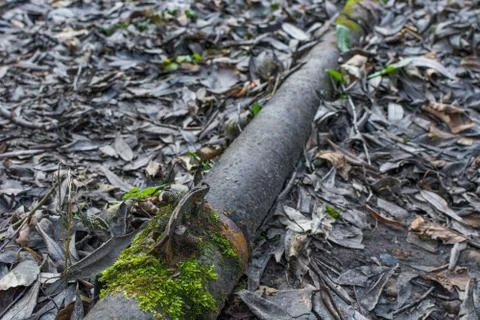 Rusty metal pipe in the forest closeup Stock Photos