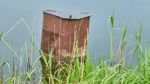 A rusty metal pole sticking out of the water in an old lake. Waterflies float Stock Footage 155740511