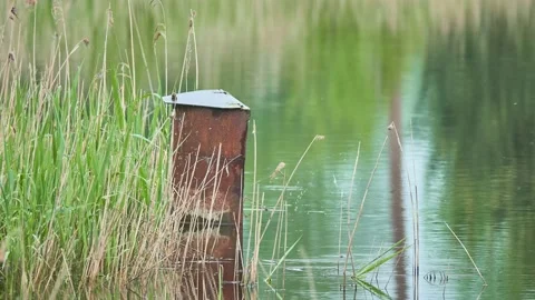 A rusty metal pole sticking out of the water in an old lake. Stock Footage 155802310
