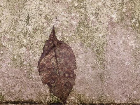 Rusty metal surface with a leaf Foto stock