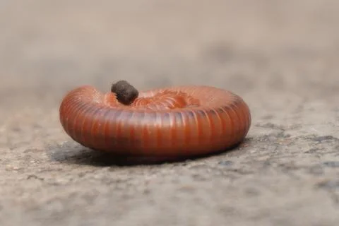Rusty millipede, also called common Asian millipede Stock-Fotos