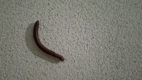 Rusty millipede crawling slowly on a white textured concrete wall 스톡 동영상 344765201