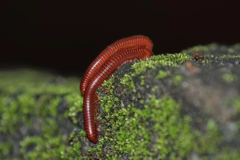 Rusty Millipede (Trigoniulus corallinus), also known as the scarlet millipede Stock Photos