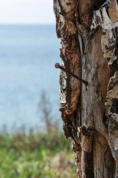 A rusty nail driven into an old birch Stock Photos