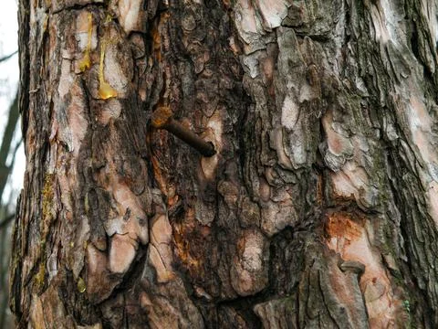 Rusty nail nailed to a pine tree Stock Photos