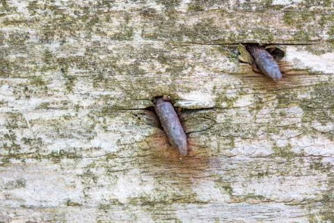 Rusty nails in the old tree trunk Foto stock