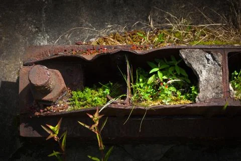 Rusty nut and bolt overgrown with moss Stock Photos