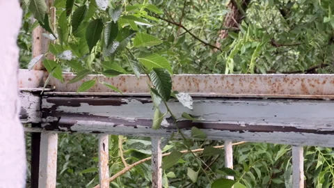 Rusty old balcony and a green tree at the background at summer Stock Footage 279811038