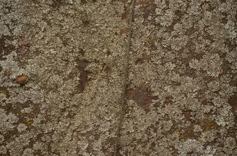 Rusty Old Iron Mold Background Foto stock