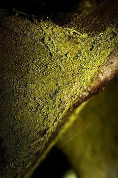 Rusty old metal machine covered with moss Stock Photos