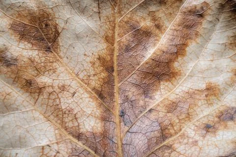 Rusty Orange Leaf Macro Texture Detail Nature Background Foto stock