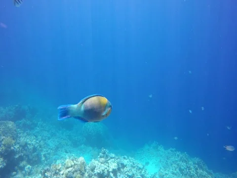 Rusty parrot fish changed their mind and swam back Stock Footage 73766997