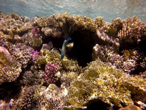 Rusty parrot fish eating a delicious coral reef Stock Footage 73768172