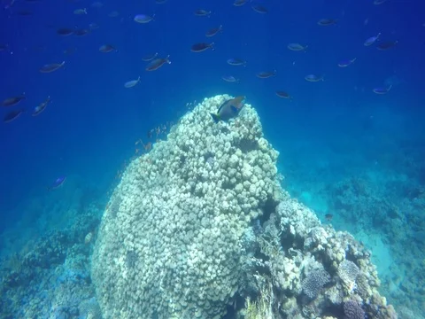 Rusty parrot fish surfacing Stock Footage 73545137