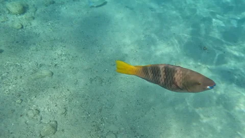 Rusty Parrotfish Among Sea Creatures and Marine Life Underwater 스톡 동영상 274104851