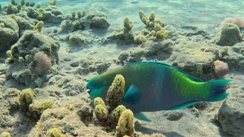 Rusty Parrotfish Feeding and Foraging in Sandy Shallow Water Stockbeeldmateriaal 343309843
