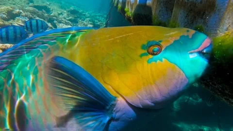 Rusty parrotfish feeding seaweed from plastic pontoon over coral reef Vídeo Stock 108901542