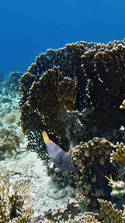 Rusty Parrotfish (female) Stock Footage 310553057