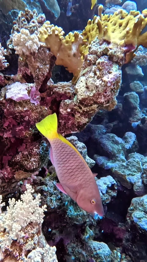 Rusty Parrotfish (female) Stock Footage 319437415