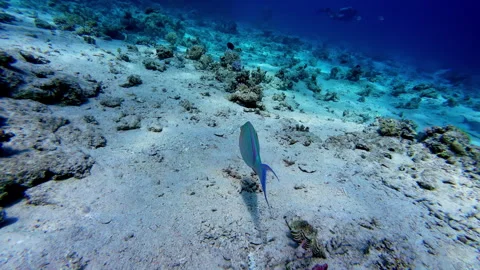 Rusty Parrotfish Swimming Under The Red Sea In Sharm El-Sheikh, Egypt. Stock Footage 268340869