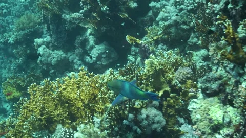 Rusty parrotfish swims between branching coral reef mounds in Red Sea Video stock 263808779