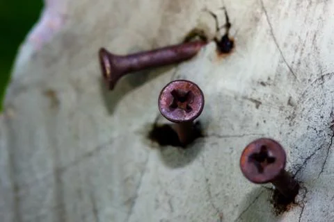 Rusty philips screws in a log Stock Photos