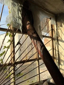 Rusty pipe and vines at a broken old window Stock Photos