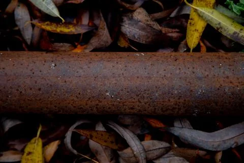 Rusty pipe lies against the background of autumn yellow and brown leaves Stock Photos