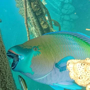 Rusty Rainbow Colored Parrotfish Feeding off a Pole in Coral Reef Stock Photos
