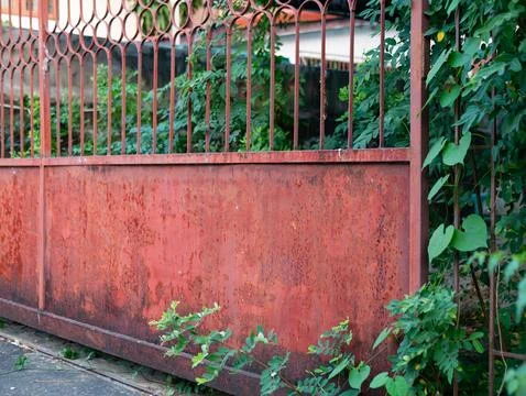 Rusty red metal gate partially covered with green climbing plants and heart.. Foto stock
