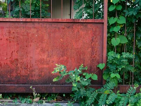 Rusty red metal gate partially covered with green climbing plants and heart.. Foto stock