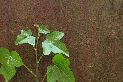 Rusty retro style background with a fresh growing green plant Stock Photos