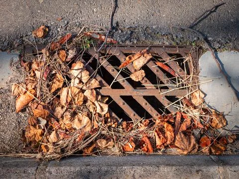 Rusty sewer grating covered with various dry fallen leaves and twigs Stock Photos