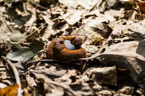 Rusty slugs with larva Stock Photos