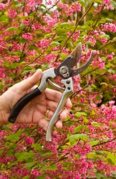 The Rusty Snippers Stock Photos