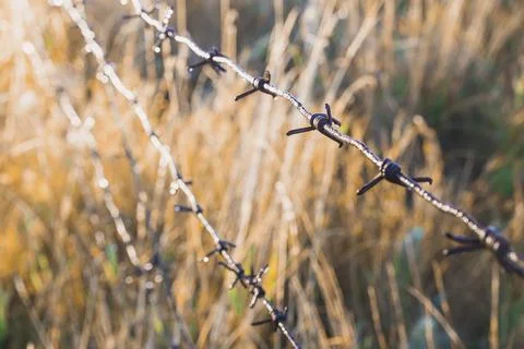 Rusty spike of barbed wire spike at sunrise Stock Photos