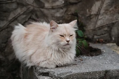 A rusty street cat lying on the steps. Gurzuf cats Stock Photos