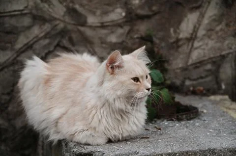 A rusty street cat lying on the steps. Gurzuf cats Stock Photos