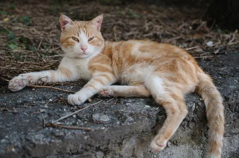 A rusty street cat lying on the steps. Gurzuf cats Stock Photos