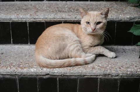 A rusty street cat lying on the steps. Gurzuf cats. Stock Photos