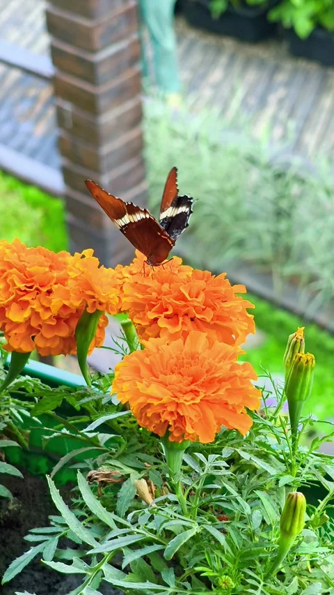 Rusty Tip / Malachite Butterfly (Siproeta Stelenes) Resting on Orange Marigolds Stock Footage 341345246