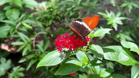 Rusty tipped page butterfly feeding on red flowers Stock Footage 335287563