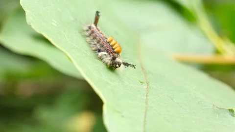 Rusty tussock moth caterpillar looking around on a leaf Stock Footage 82422382