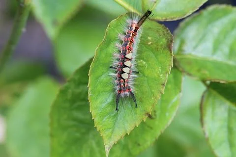 Rusty tussock moth caterpillar Stock Photos