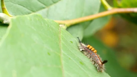Rusty tussock moth caterpillar walking on a leaf Stock Footage 82423420